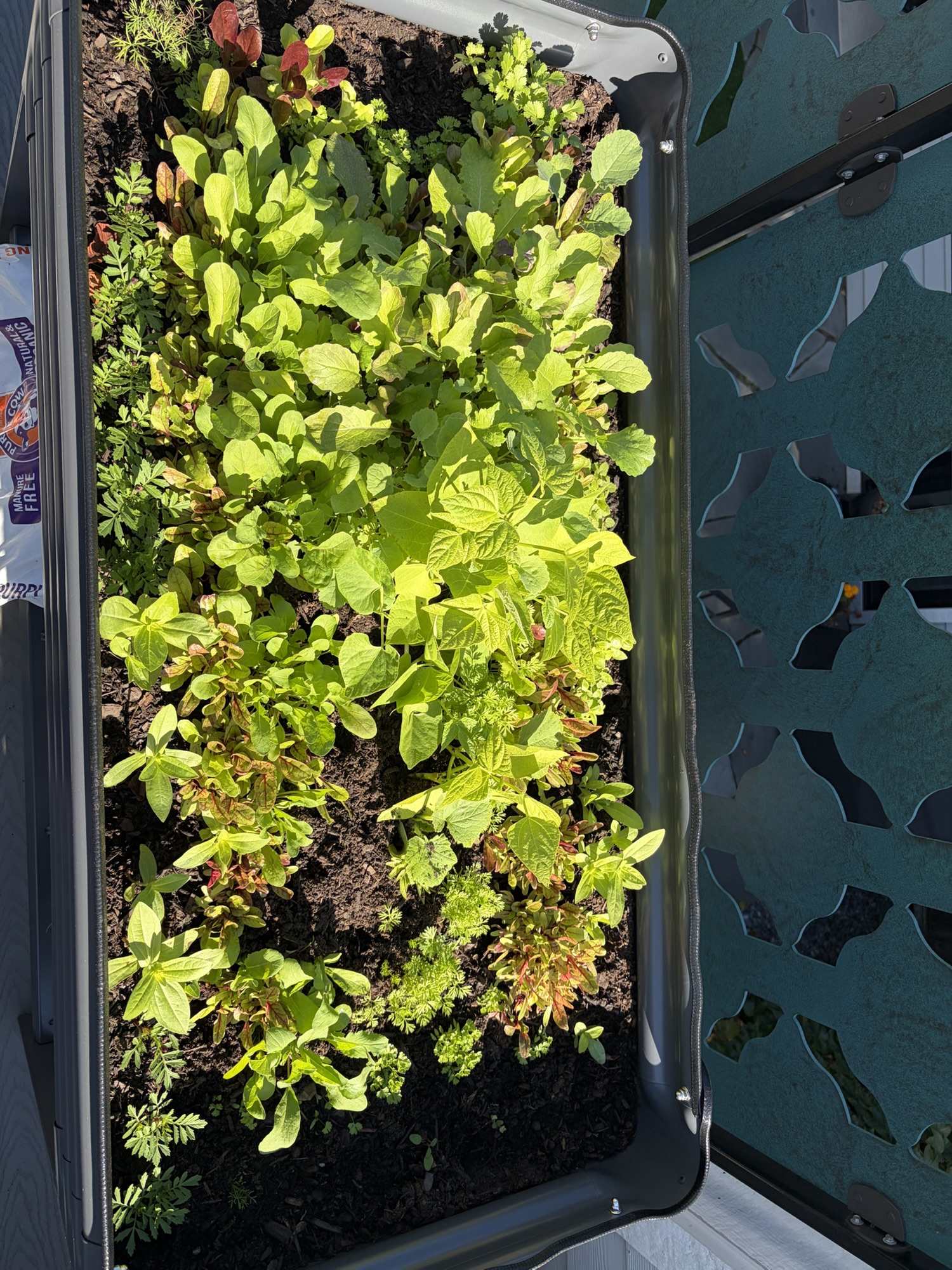 Evolution of my Veggies!!